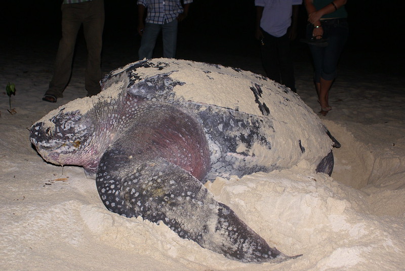 Turtle Nesting in Andaman: A Guide to Seeing a Natural Wonder (2025)