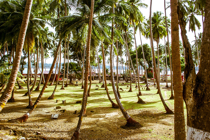 You Want the Fastest Andaman Ferry? Here's Exactly Where to Book It. (2025 Guide)